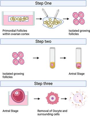 Prospects for fertility preservation: the ovarian organ function reconstruction techniques for oogenesis, growth and maturation in vitro